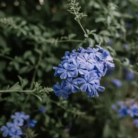 Crystal إيريسوس